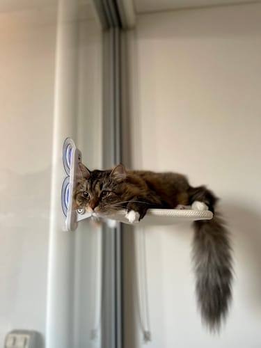 Customer photo review of Foldable Cat Window Hammock with Strong Suction Cups