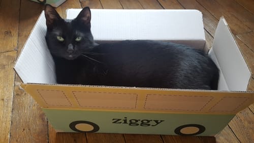Avis photo d'un client sur Croquettes Chat Stérilisé Sans Céréales - Saumon