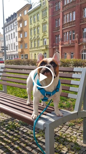 Marketa C. review of Training Anti Pull TRI-Harness® | M-XL Breeds - Light Blue image 1 out of 1