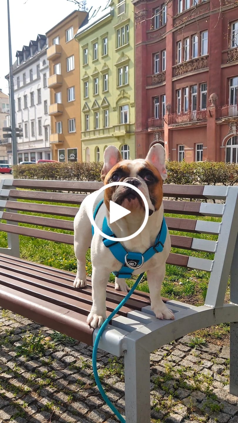Customer video review of Training Anti Pull TRI-Harness® | M-XL Breeds - Light Blue