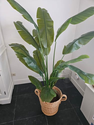 Customer photo review of Strelitzia Kunstplant 180cm Deluxe