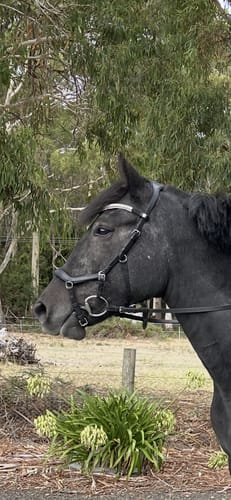 Customer photo review of HW Micklem 2 Competition Bridle