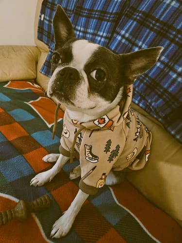 Customer photo review of Canada Dog Hoodie