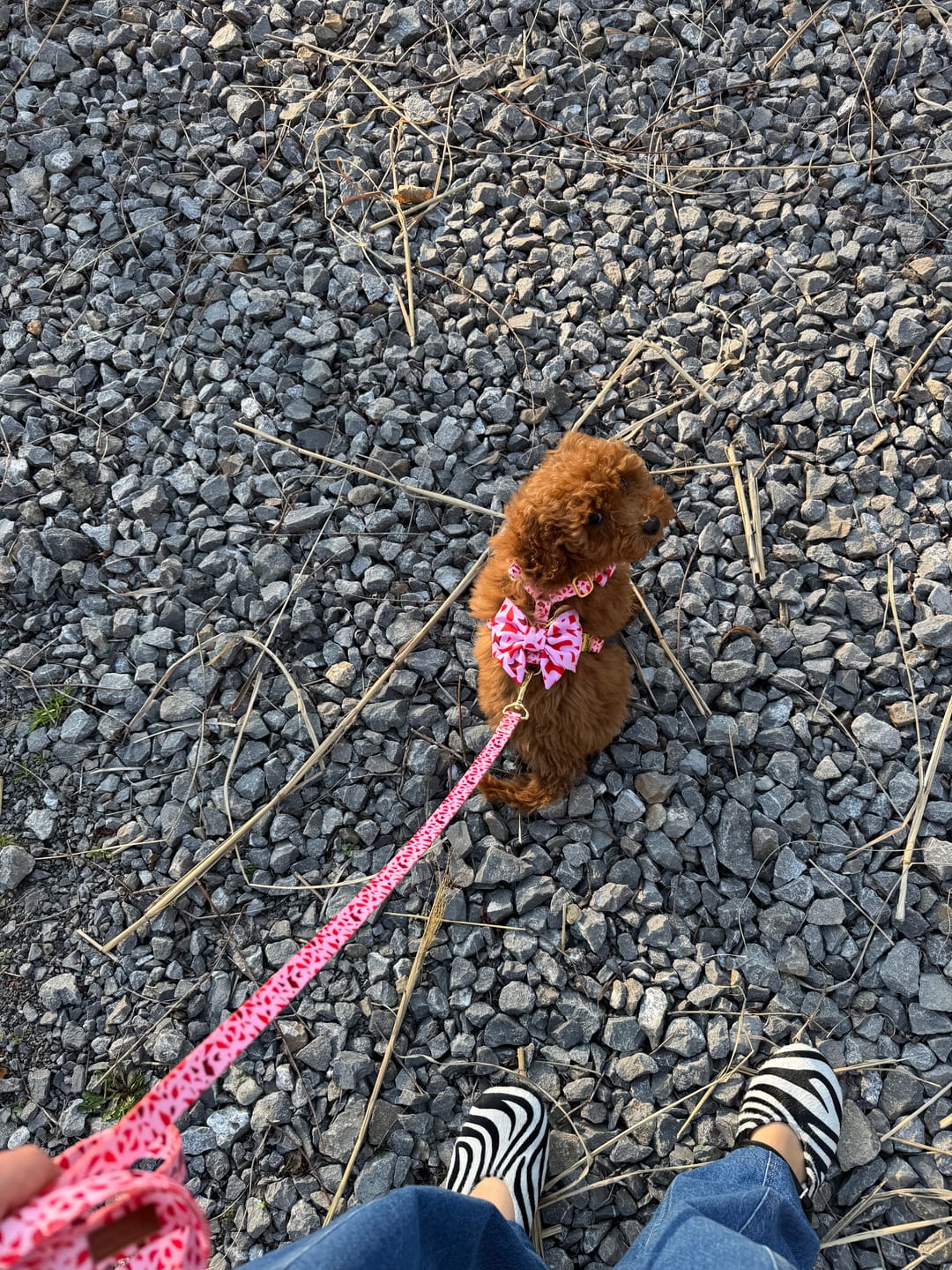 Customer photo review of Mucha dla psa "Pink Terrazzo"