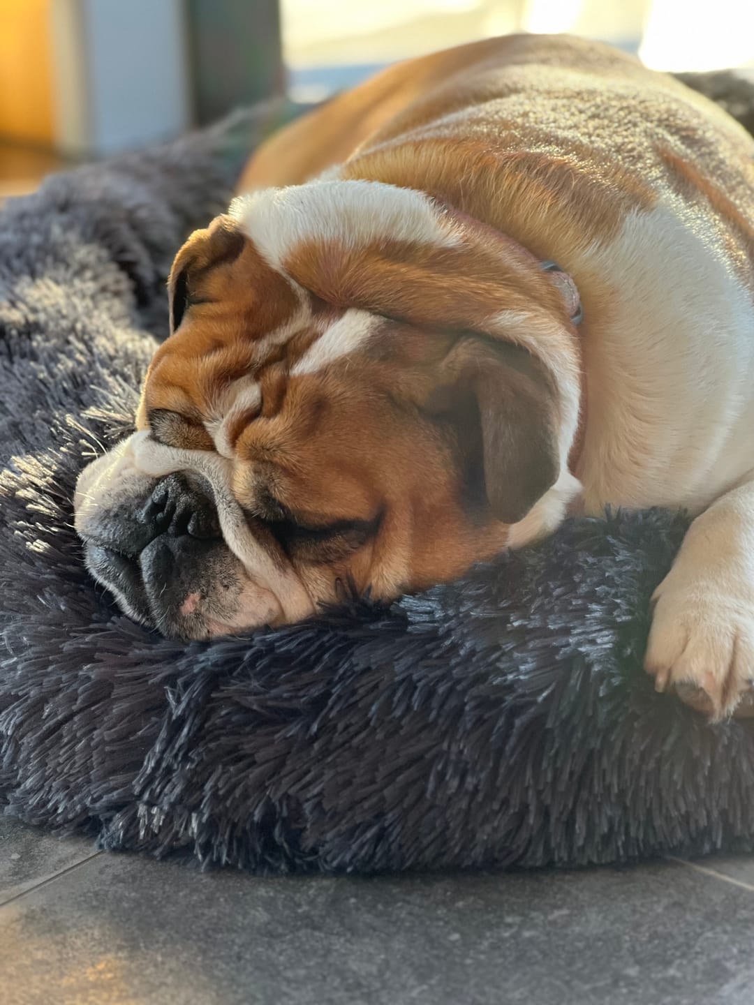 Customer photo review of Orthopaedic Memory Foam Bed