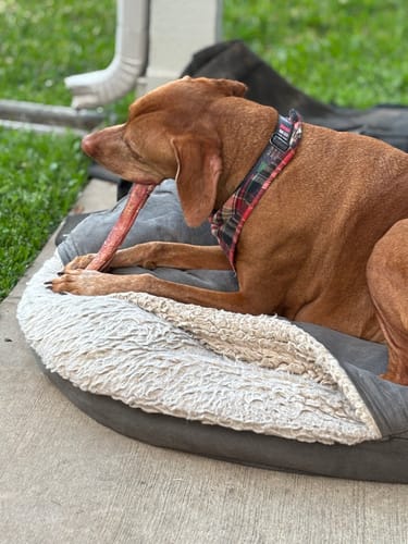 Customer photo review of 12 Inch Jumbo Bully Stick
