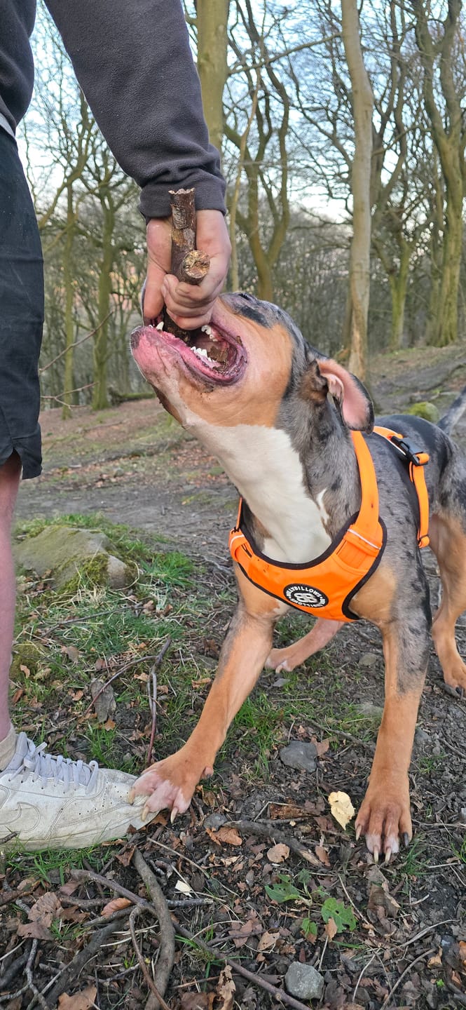 Customer photo review of Comfort Premium Harness | Non Restrictive - Orange