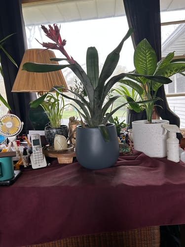 Customer photo review of Medium Bromeliad Aechmea Pink