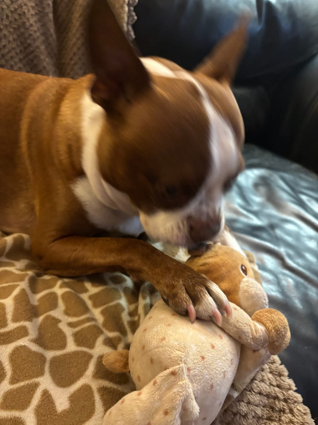 Customer photo review of Horizon Legacy - Nourriture croquettes pour chien haut de gamme
