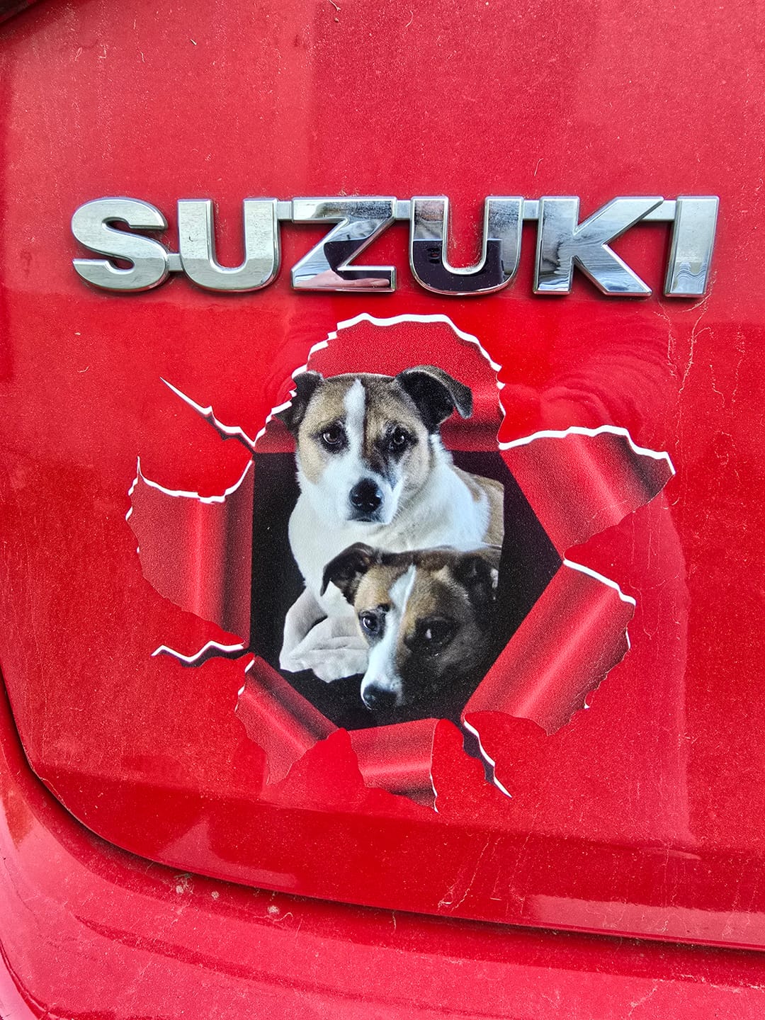 Customer photo review of Photo animal curieux - Autocollant pour voiture personnalisé