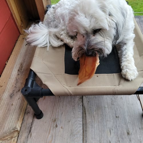 Customer photo review of USA Pig Ears