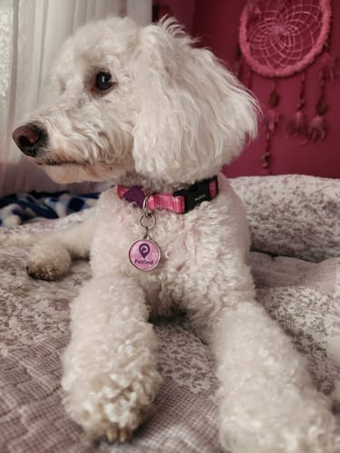 Customer photo review of Starter Pack Rosado Flores