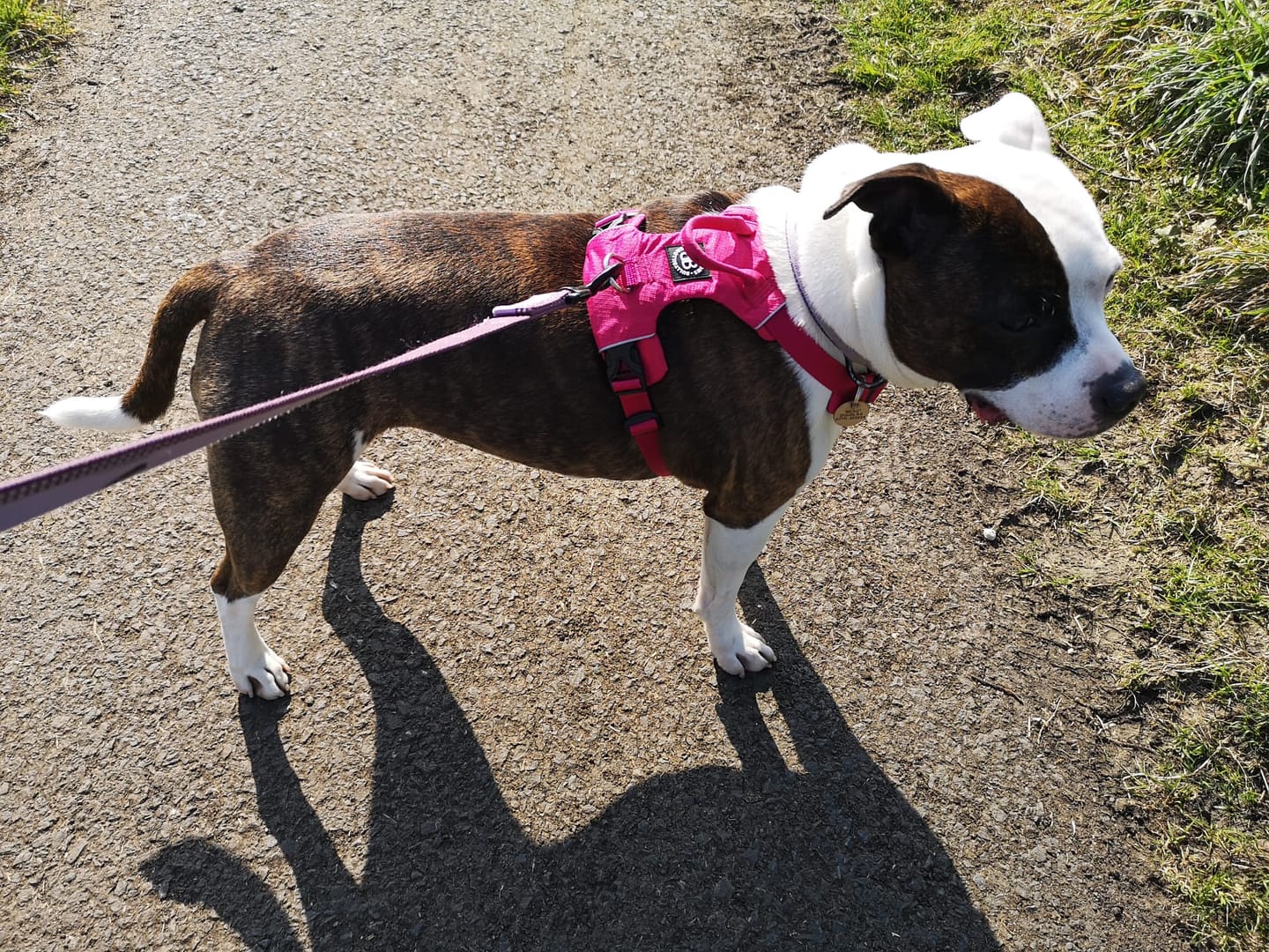 Customer photo review of Air Harness | Anti-Pull & With Handle - Carminerose