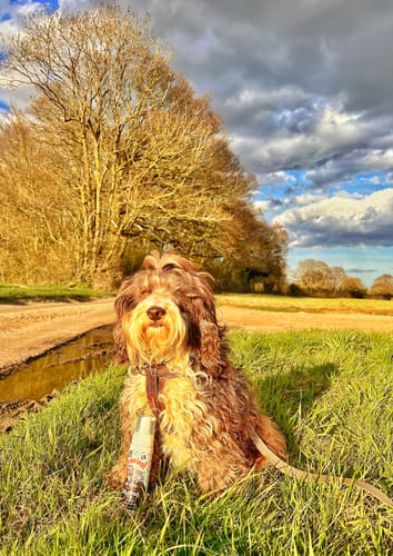 Customer photo review of Flea & Tick No Rinse Shampoo for Dogs & Cats