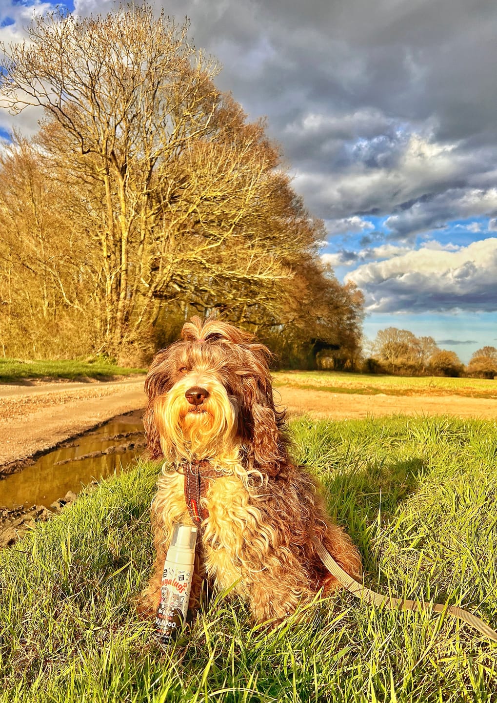 Customer photo review of Flea & Tick No Rinse Shampoo for Dogs & Cats