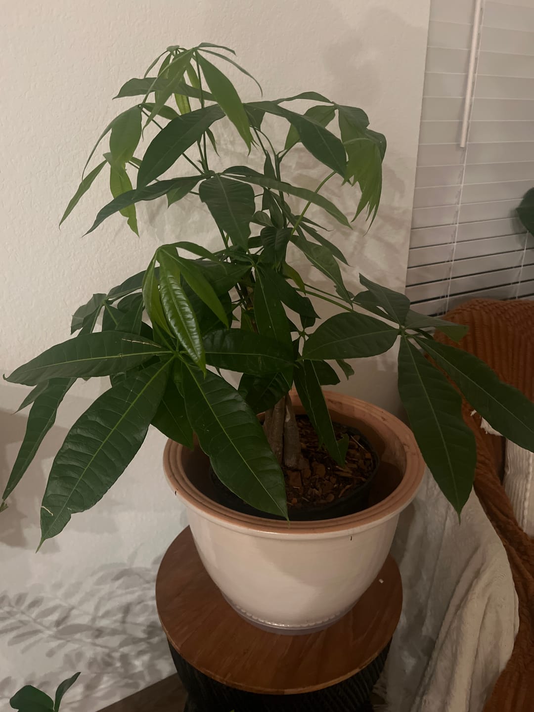 Customer photo review of Money Tree Braided, Tree Form, Pachira Aquatica, Good Luck Tree