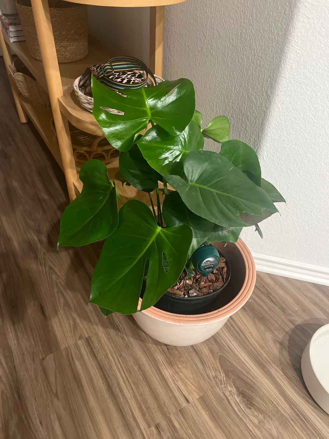Customer photo review of Monstera Deliciosa, Swiss Cheese