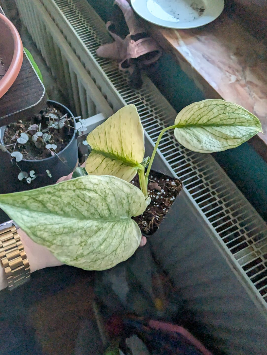 Customer photo review of MONSTERA DELICIOSA VARIEGATA MINT