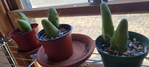 Customer photo review of Trichocereus Bridgesii Monstrose | Short Form | Type B | Penis Cactus