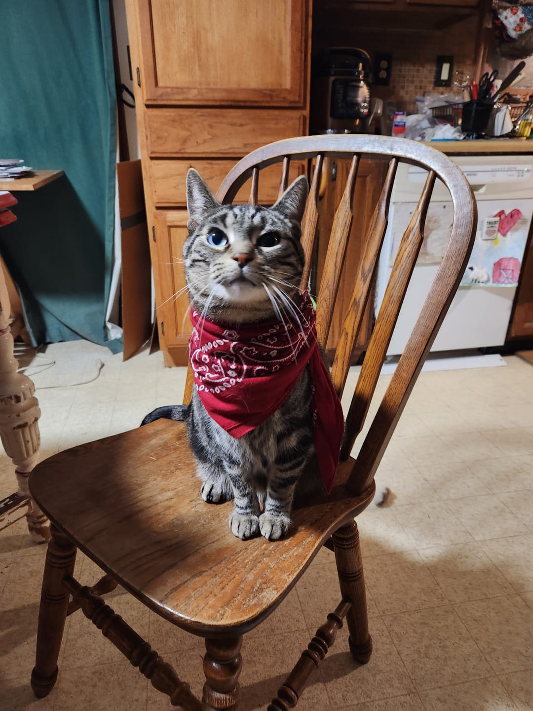 Customer photo review of Cat Calming & Aggression Aid