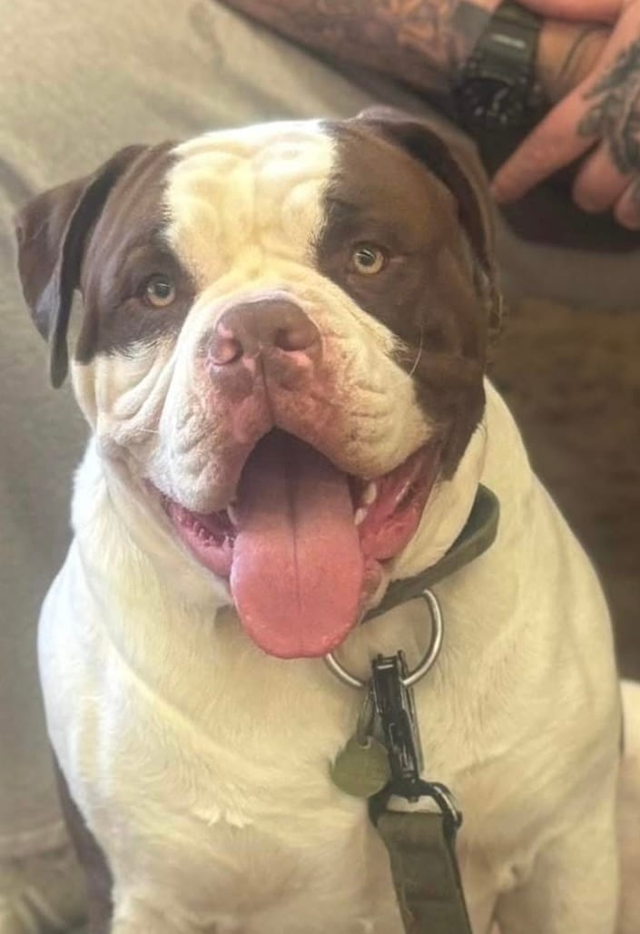 Customer photo review of Dog ID Tag - Khaki (With Gift Box)