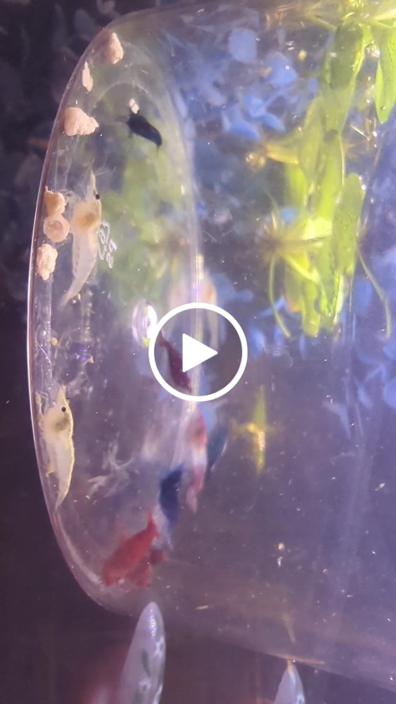 Customer video review of Fourth Of July Shrimp Pack