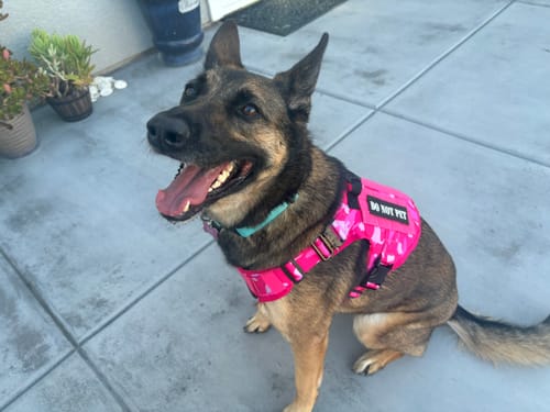 Customer photo review of Classic Heavy-Duty Tactical No-Pull Team K9™ Dog Harness With Front & Back D-Rings, Quick-Release Metal-Buckles, Hook & Loop Panels, & Top Handle