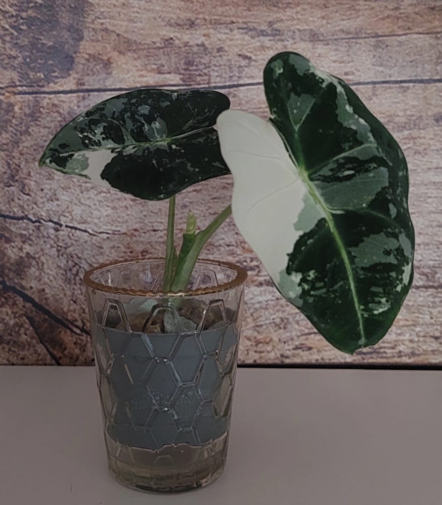 Customer photo review of ALOCASIA FRYDEK VARIEGATA