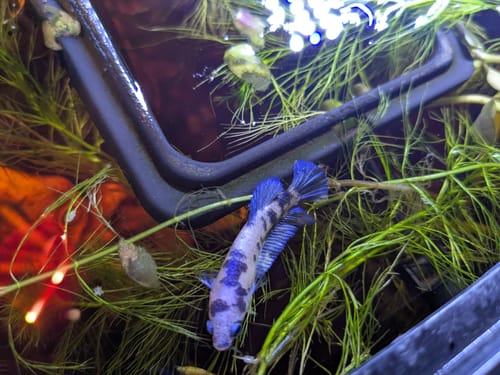 Customer photo review of Female Betta Fish Marble Dot Moo Cow Plakat