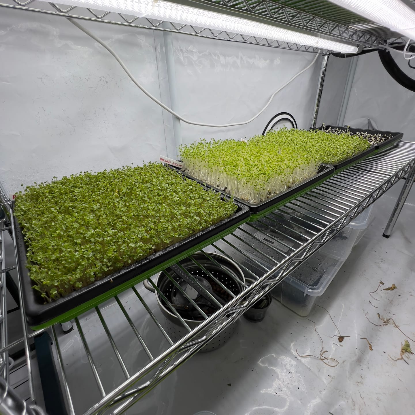 Customer photo review of Seed Starting Microgreen Mix