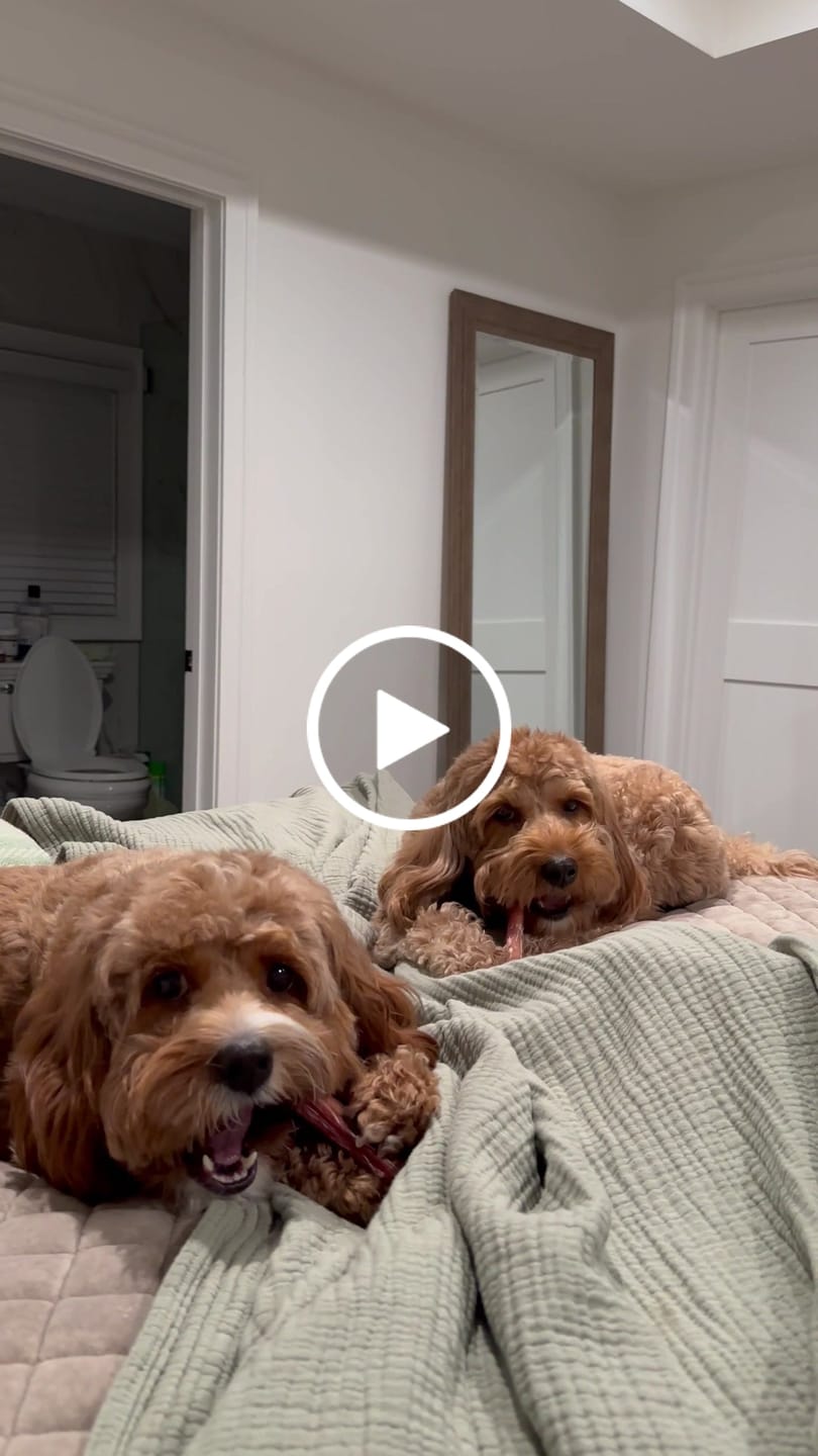 Customer video review of Justin's 1LB Chew Pack