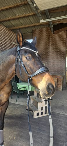 Customer photo review of CR Harmonybridle - gebisslose 3 in 1 Trense