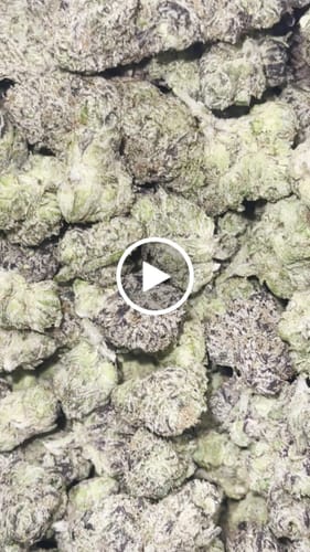 Luis L. review of Bulk Indoor Smalls image 1 out of 1