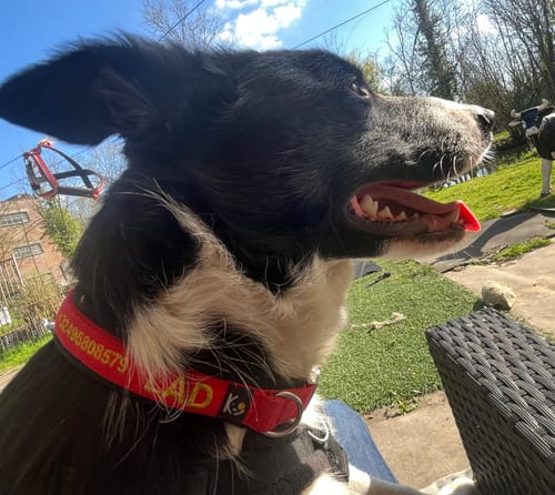 Customer photo review of Neoprene Dog Collar with Name - S | 4Kyon