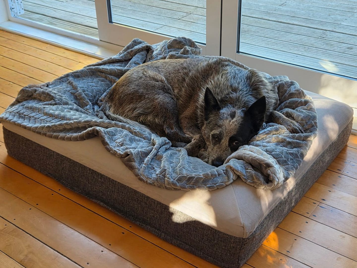 Customer photo review of Orthopaedic Memory Foam Bed