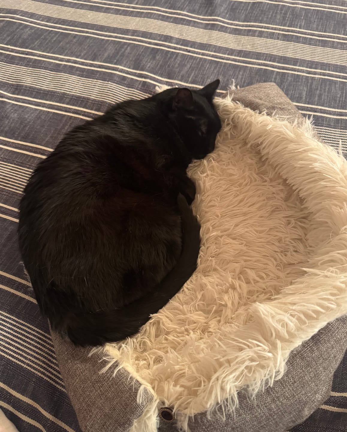 Customer photo review of 2-in-1 Soothing Cat Bed