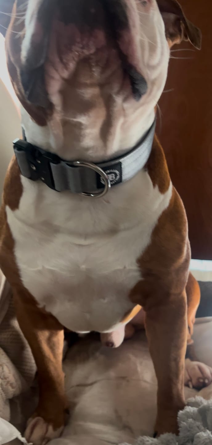 Customer photo review of 4cm Combat® Collar | Rated Clip - NO HANDLE - Metal Grey
