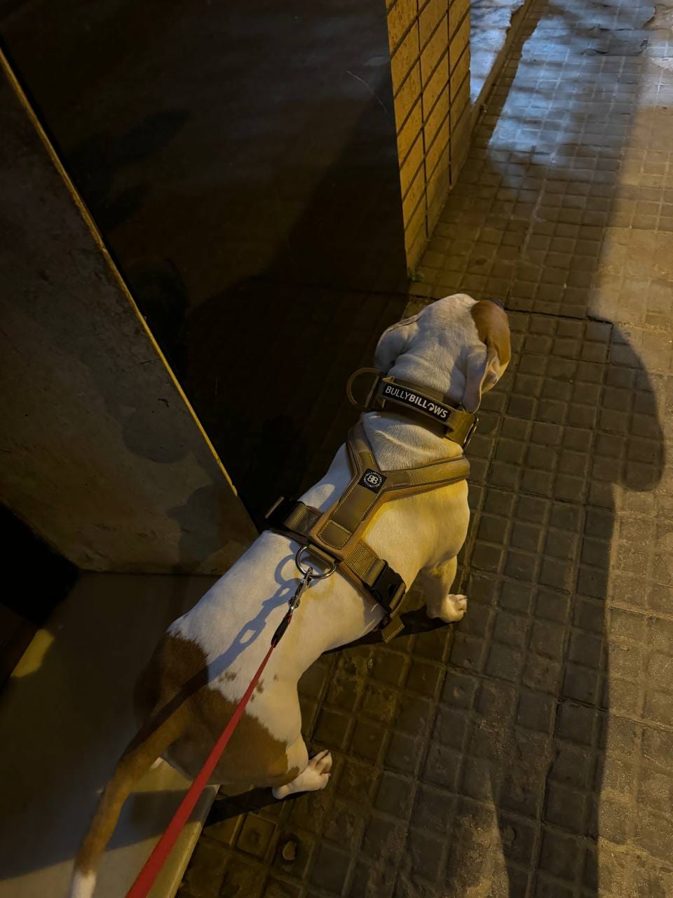 Customer photo review of Slip on Harness | Foam Padded - Tan