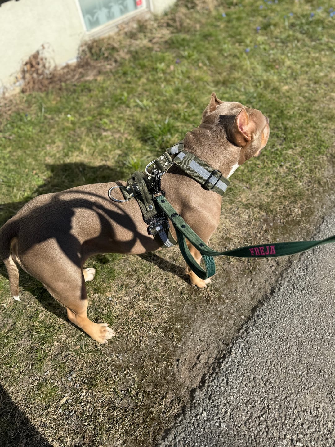 Customer photo review of Easy Walk Extreme Safe Khaki - Sele med reflex & snabbspänne