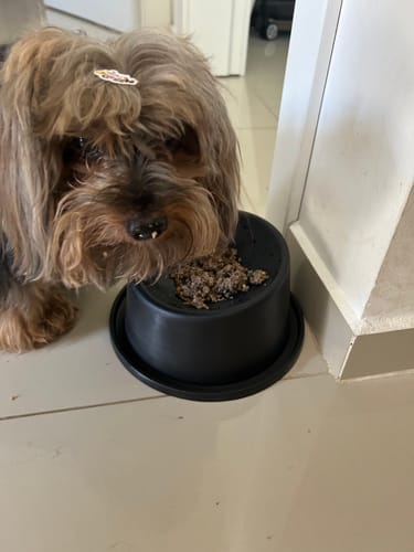 Customer photo review of Weasy Food - Sênior