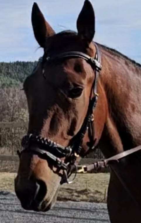 Customer photo review of Odessa bonita Multi Bridle with padded noseband - MASEGO bit to bitless system