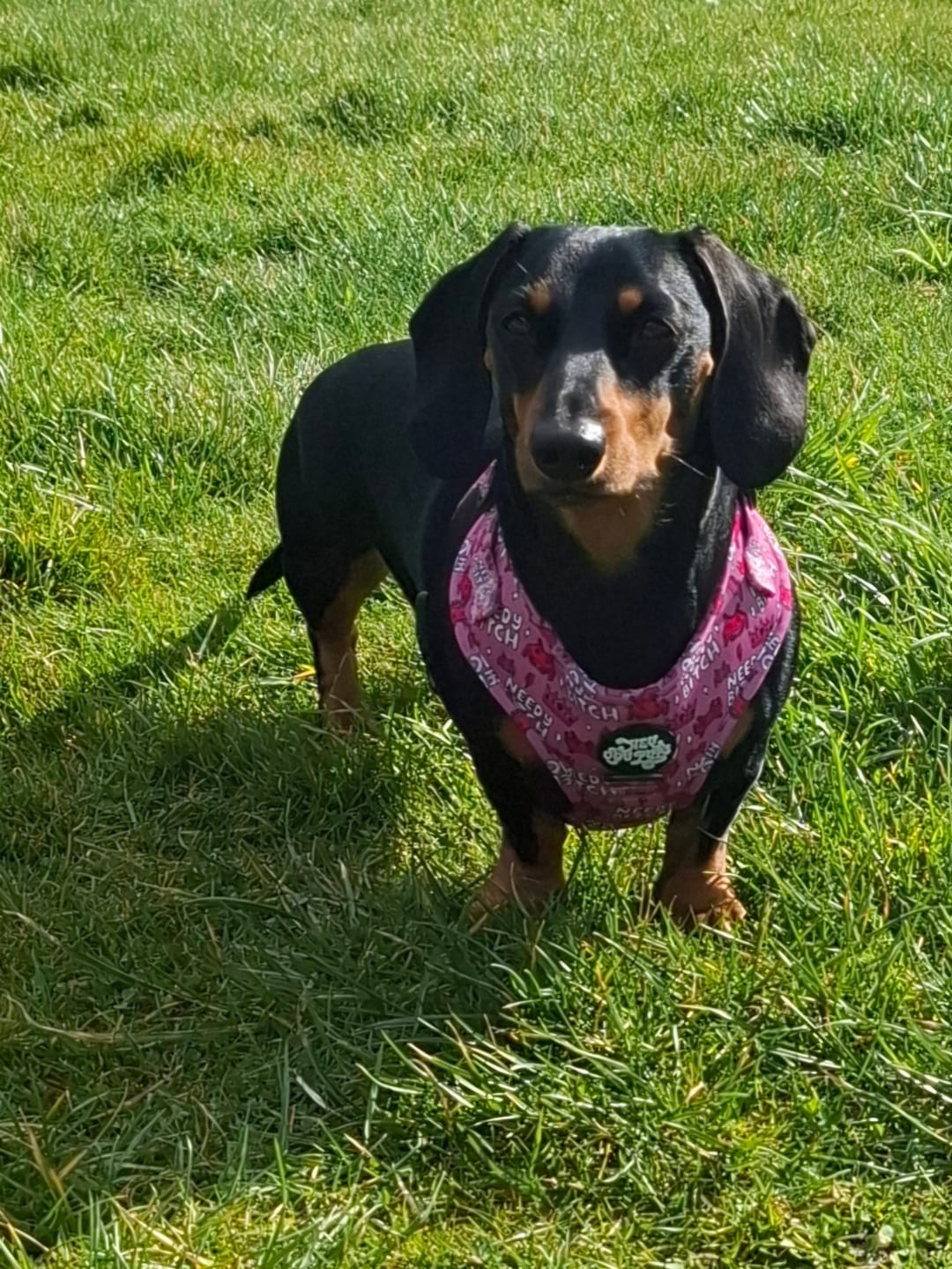 Customer photo review of Needy bitch harness