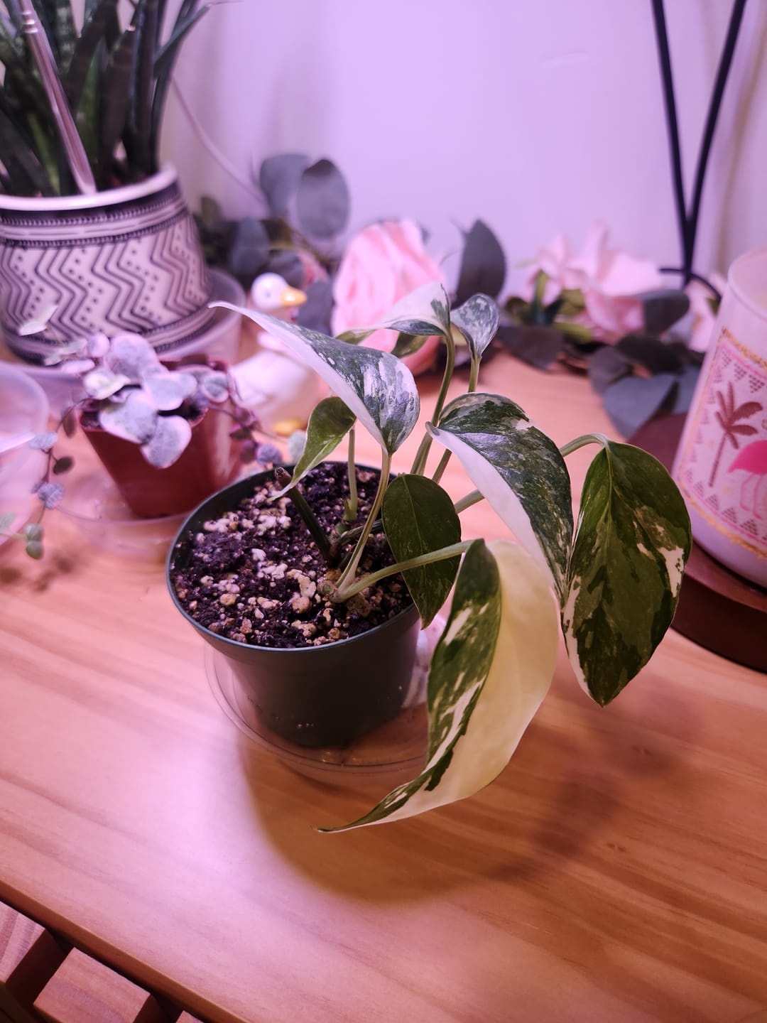 Customer photo review of Pothos Epipremnum pinnatum albo variegata