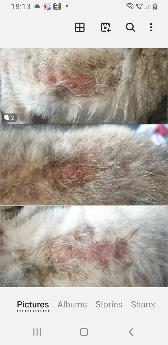 Customer photo review of Cat Gel