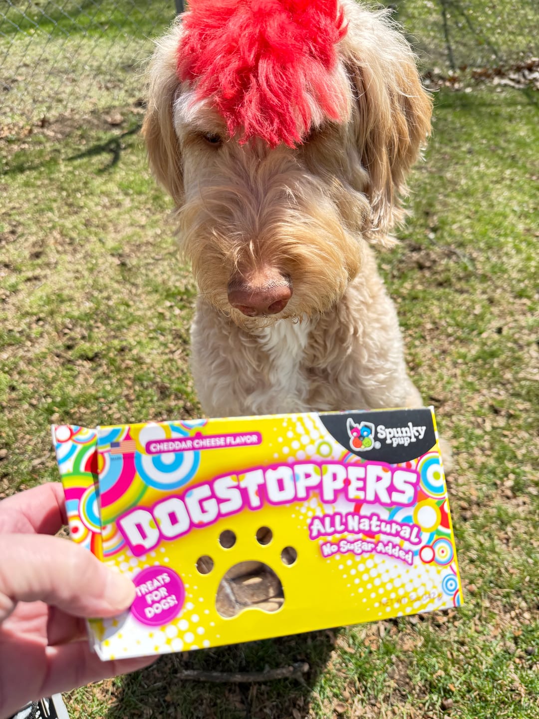 Customer photo review of Dogstoppers Dog Treats, Crunchy Biscuits, Cheese Flavor, 5 oz