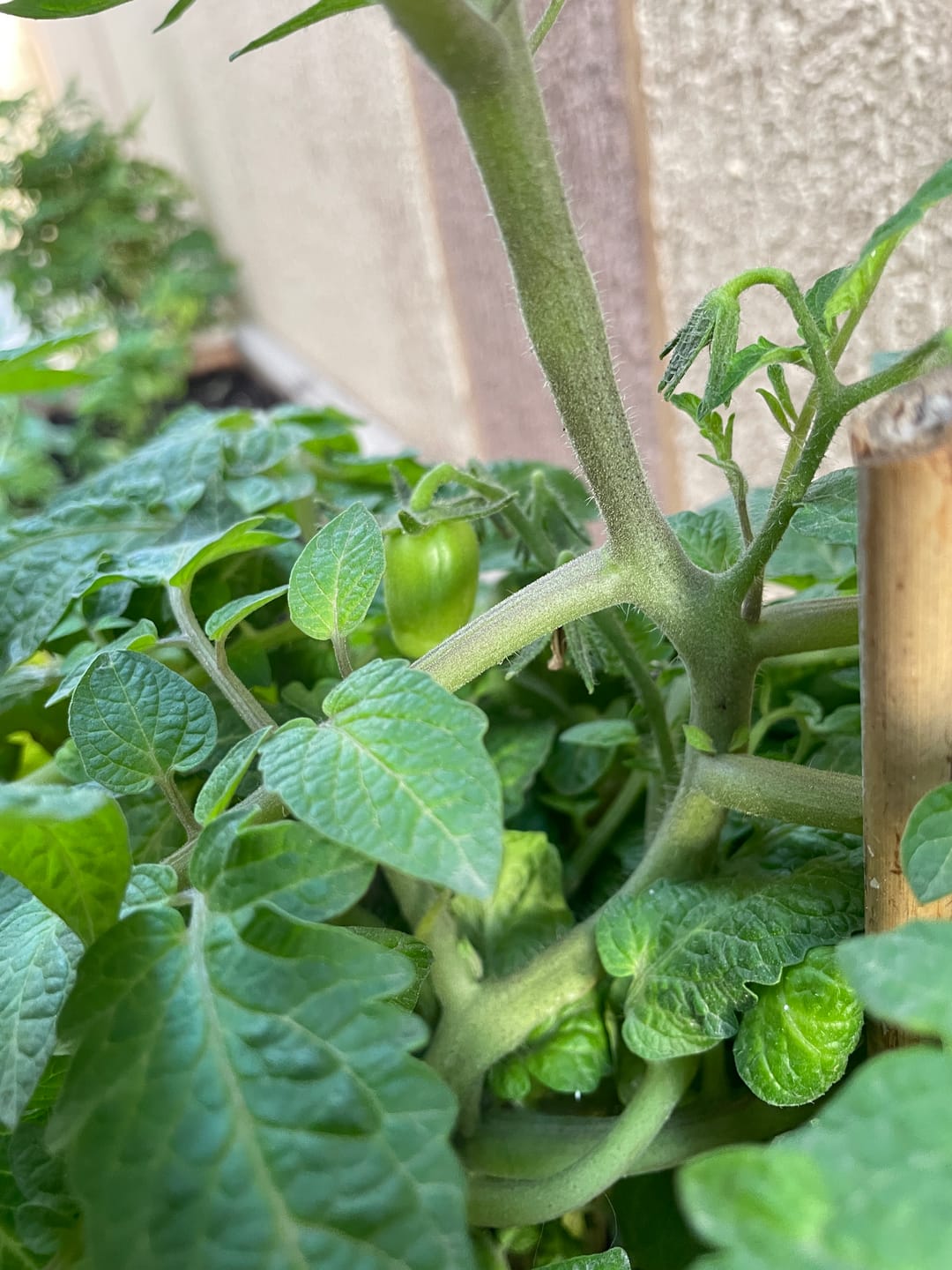 Customer photo review of Potting Soil Mix