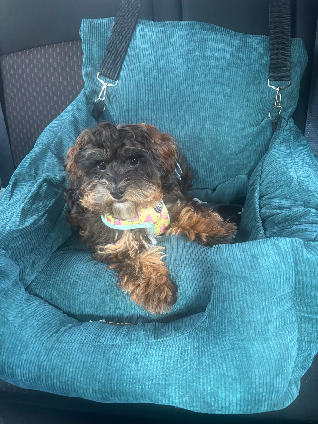 Customer photo review of PaWz Dog Car Booster Seat