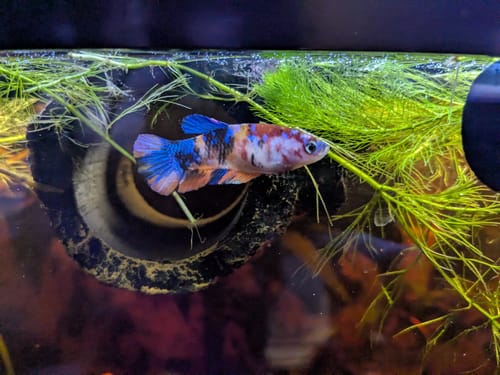 Customer photo review of Female Betta Fish Nemo Plakat (Limited Stock)
