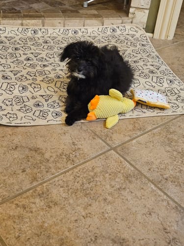 Customer photo review of Potty Buddy™ - Reusable Leak-Free Potty Pads