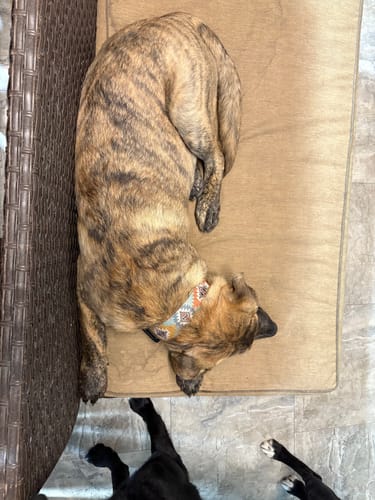 Customer photo review of Sedona Martingale Collar